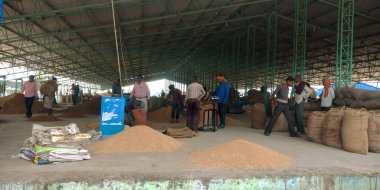 DİSTRİK KATNI, INDIA - 07 Ağustos 2019: Hintli sıradan çiftçiler Hindistan Godwown Gıda Şirketi 'nde birlikte çalışıyorlar..