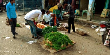 DISTRICT KATNI, INDIA - 07 Ağustos 2019: Hint çiftçilerinden taze yeşil kişniş alan Asya köylüleri tarım ürünleri üretiyor.