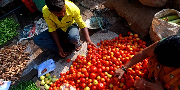 District Katni India Sierpień 2019 Świeże Czerwone Pomidory Warzywne Dostępne — Zdjęcie stockowe