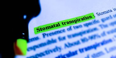 Öğrencilere sunulan eğitimle ilgili terimlere ilişkin kitap sözcüğüne yakın bir bakış açısıyla vurgulanmış Stomatal transformasyon kelimesi.