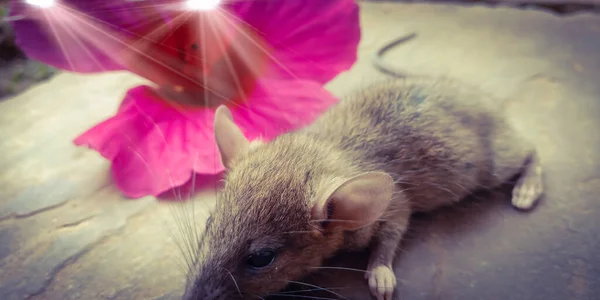 Rat Animal Isolated Flower Light Background Leadership Awareness — Stock Photo, Image