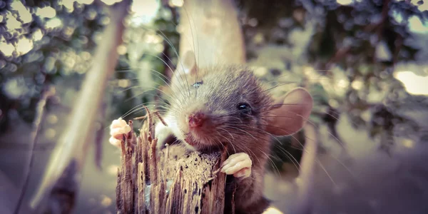 Krysí Zvíře Izolované Dřevěném Pozadí Pro Vedoucí Povědomí — Stock fotografie