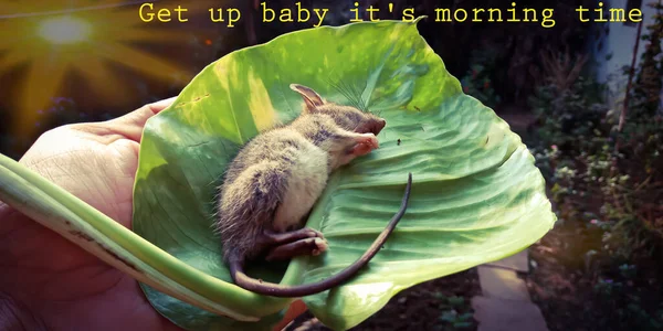 Rat animal sleeping on leaf, get up baby it is morning time tag line background for leadership awareness.