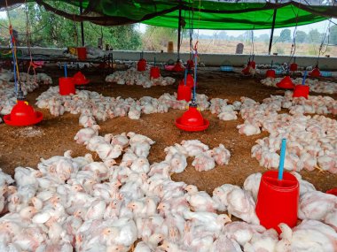 DİSTRİK KATNI, INDIA - 07 Aralık 2019: Kümes hayvanları çiftliğinde toplanan beyaz renkli tavuklar.