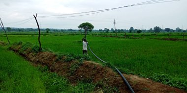 DİSTRİK KATNI, INDIA - 3 Ağustos 2019: Hint köyü çiftçileri açık havada gökyüzü ortamında yeşil tarım alanının etrafına sulama borusu döşüyorlar.