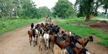DİSTRİK KATNI, INDIA - 03 Ağustos 2019: Bir Hint köyü çobanı grubu tarım alanındaki toprak sokağa yöneltti.