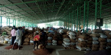 DİSTRİK KATNI, INDIA - Ağustos 03, 2019: Hindistan köyü çiftçileri buğday pazarında tarım alanında birlikte çalışıyorlar.