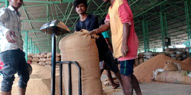 DISTRICT KATNI, INDIA - 06 Ağustos 2019: Tarımda buğday çuvalı ağırlığını ölçen iki Hintli köy çiftçisi, hükümet gıda şirketlerinin batışında pazar üretiyor.