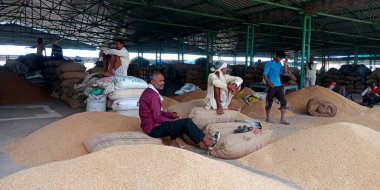 DISTRICT KATNI, INDIA - AĞUSTOS 06, 2019: Tarım sektöründe birlikte çalışan Hint köyü çiftçileri hükümet gıda şirketlerinin batışında pazar üretiyor.