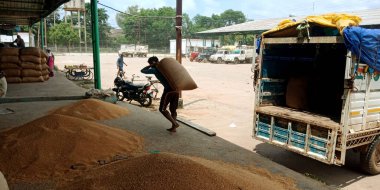 DISTRICT KATNI, INDIA - Ağustos 06, 2019: Hindistan köyü çiftçileri tarım kamyonundan buğday çuvalları taşıyarak hükümet gıda şirketlerinin marketlerini çökerttiler.