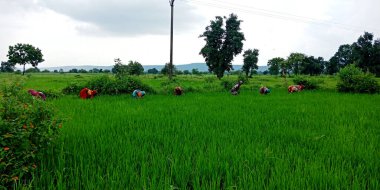 DİSTRİK KATNI, INDIA - 3 Ağustos 2019: Hint köyü kadın çiftçileri açık havada yeşil tarım alanında birlikte çalışıyorlar.