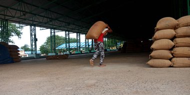 DISTRICT KATNI, INDIA - 04 Ağustos 2019: Hindistan köyü çiftçisi Hindistan 'ın gıda şirketinde tarım galla mandi' sinde naklediliyor.