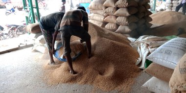 DISTRICT KATNI, INDIA - 18 Eylül 2019: Tozlu arka planda Hindistan gıda şirketinin godown 'unda buğday tohumu temizleyen Asyalı köy çiftçileri.