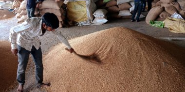 DISTRICT KATNI, INDIA - 18 Eylül 2019: Asyalı köy çiftçileri, Tozlu arka planda Hintli gıda şirketinin godown 'unda buğday tohumu temizliyor.