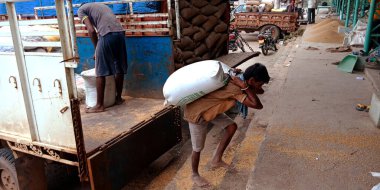 DISTRICT KATNI, Hindistan - 18 Eylül 2019: Hindistan köyü işçi kamyonu, Ham gıda tahıl tarım pazarına boşaltılıyor.