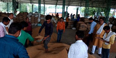 DISTRICT KATNI, INDIA - 18 Eylül 2019: Hintli gıda şirketinde çalışan Asyalı köylü erkek çiftçiler.