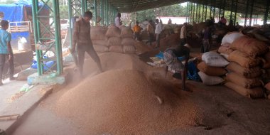 DISTRICT KATNI, INDIA - 18 Eylül 2019: Tozlu arka planda Hindistan gıda şirketine tohum süpüren Asyalı fakir çiftçiler.