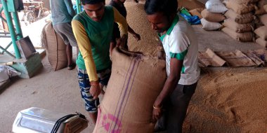 DİSTRİK KATNI, Hindistan - 18 Eylül 2019: Hindistan köyü işçilerinin ham gıda tahıl tarım pazarına buğday tohumu atması.