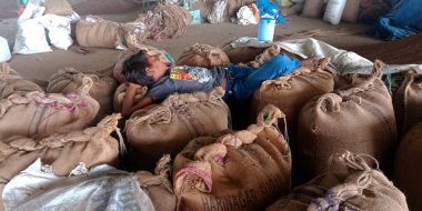 DİSTRİK KATNI, Hindistan - 18 Eylül 2019: Hindistan köyü çiftçileri tarımda buğday çuvalı üzerinde uyuyan çocuk.