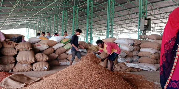 DISTRICT KATNI, INDIA - 06 Ağustos 2019: Tarım sektöründe buğday tohumu temizleyen Hint köyü işçileri hükümet gıda şirketlerinde pazar yaratıyor..