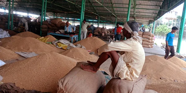 DISTRICT KATNI, INDIA - 06 Ağustos 2019: Tarım sektöründe buğday çuvalında oturan yaşlı bir Hint köyü hükümet gıda şirketlerinin bataklığında pazar üretiyor.