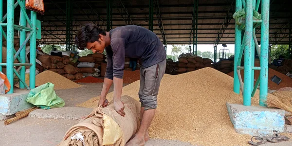 DISTRICT KATNI, INDIA - Ağustos 06, 2019: Tarım alanında boş çuvallar düzenleyen Hintli köy çocuğu hükümet gıda şirketlerinde pazar üretiyor.
