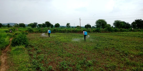 Districto Katni India Agosto 2019 Agricultores Aldeas Indias Rociando Pesticidas — Foto de Stock