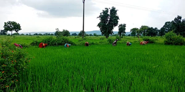 DİSTRİK KATNI, INDIA - 3 Ağustos 2019: Hint köyü kadın çiftçileri açık havada yeşil tarım alanında birlikte çalışıyorlar.