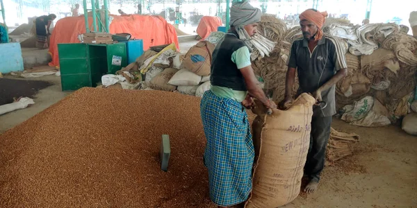 DISTRICT KATNI, INDIA - 04 Ağustos 2019: Hindistan köyü çiftçisi Hindistan gıda şirketinde tarım galla mandi 'sinde buğday tohumlarını çuval üstüne çuval dolduruyor.