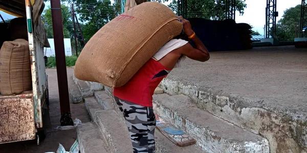 DISTRICT KATNI, INDIA - 04 Ağustos 2019: Hindistan köyü erkek çiftçisi Hindistan 'ın gıda şirketinde tarım galla mandisinde çuval tutuyor.