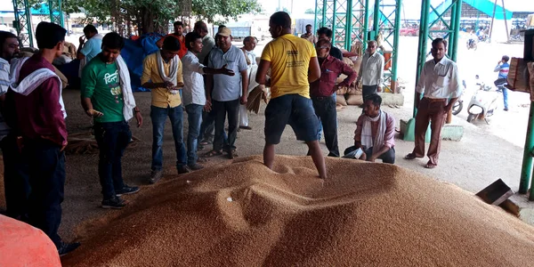 DISTRICT KATNI, INDIA - 18 Eylül 2019: Asyalı köylü çiftçiler, Tozlu arka planda Hindistan gıda şirketindeki iş adamlarına taze buğday tohumu sunuyorlar.