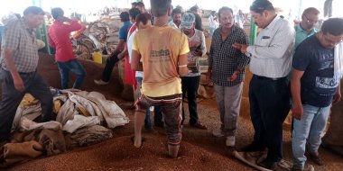 DISTRICT KATNI, Hindistan - 18 Eylül 2019: Hint köyü çiftçisi ham gıda tahıl tarım pazarında satılık buğday kalitesi sergiledi.