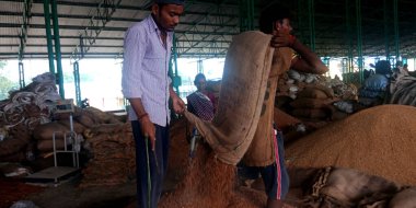 DISTRICT KATNI, Hindistan - 18 Eylül 2019: Hindistan köyü işçilerinin ham gıda tahıl tarım pazarındaki buğday çuvallarını boşaltması.
