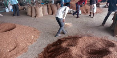 DİSTRİK KATNI, Hindistan - 18 Eylül 2019: Hindistan 'ın gıda şirketinin etrafındaki buğday tanelerini temizleyen fakir insanlar battı.