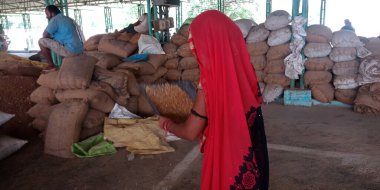 DISTRICT KATNI, INDIA - 18 Eylül 2019: Hintli gıda şirketinin arka planında buğday tohumu temizleyen Asyalı köylü kadın çiftçi.