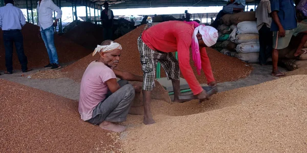 DISTRICT KATNI, INDIA - 18 Eylül 2019: Hindistan 'ın eski işçileri Ham gıda tahıl tarım pazarında tohum topluyor.