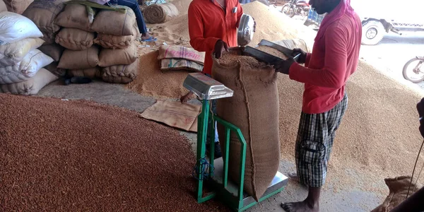DİSTRİK KATNI, Hindistan - 18 Eylül 2019: Hindistan köyü işçiliği Ham gıda tahıl tarım pazarındaki buğday çuvallarının ağırlığını ölçüyor.