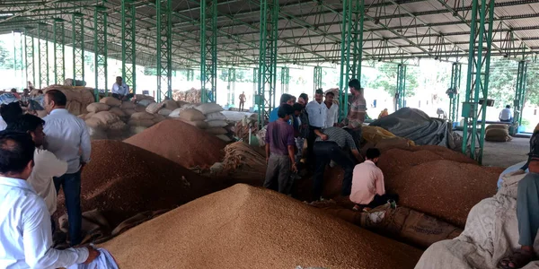 DİSTRİK KATNI, Hindistan - 18 Eylül 2019: Ham gıda tahıl tarım pazarında birlikte çalışan Asya köyü işgücü.