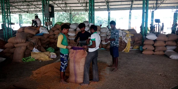 DISTRICT KATNI, INDIA - 18 Eylül 2019: Tozlu arka planda Hindistan gıda şirketine çuval yükleyen Asyalı köy çiftçileri.