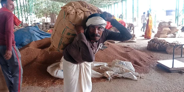 DISTRICT KATNI, Hindistan - 18 Eylül 2019: Hindistan köyü işçilerinin hammadde çuvallarını ham gıda tahıl tarım pazarında taşıması.