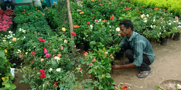 Districto Katni India Septiembre 2019 Jardinero Plantas Naturales Indio Limpiando — Foto de Stock