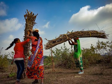 DISTRICT KATNI, INDIA - 1 Ocak 2020: Bir grup Asyalı köylü kadın işçi, mavi gökyüzü arka planındaki orman bölgesinde taşınmak için tahta ateş çubukları topluyorlar.