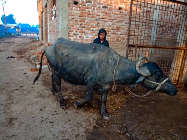 DISTRICT KATNI, INDIA - 04 Ocak 2020: Bufaloyu yoksul süt çiftliğine doğru kontrol eden bir mandıra çiftçisi çocuk, bir Hint tarım sahnesi.