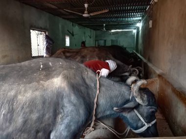 DISTRICT KATNI, INDIA - 4 HAZİRAN 2020: Bir mandıra çiftçisi, yerel süt çiftliğinde bufalolarını sağıyor, Asyalı bir tarım sahnesi.