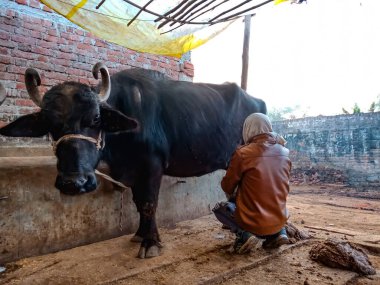 DISTRICT KATNI, INDIA - 4 HAZİRAN 2020: Hint mandırası çiftçisi bufalolarını kendi yerel mandırasında sağıyor, bir Asyalı çiftçi sahnesi.