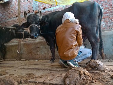 DISTRICT KATNI, INDIA - 4 HAZİRAN 2020: Hint mandırası çiftçisi bir çocuk, yerel süt çiftliğinde bufalolarını sağıyor, bir Asyalı çiftçilik sahnesi.