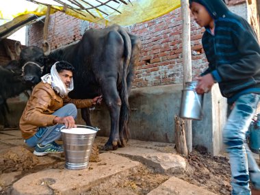 DISTRICT KATNI, INDIA - 4 HAZİRAN 2020: Hint mandırası çiftçileri kendi yerel mandırasında bufalolarını sağıyorlar, bir Asya çiftçilik sahnesi.
