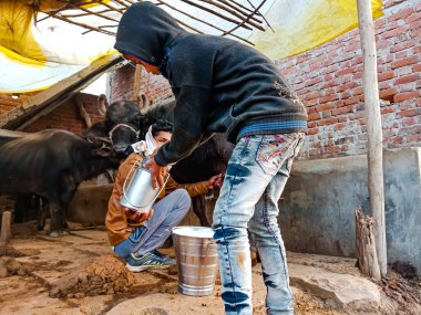 DISTRICT KATNI, INDIA - 4 HAZİRAN 2020: Hint süt ürünleri çiftçisi çocuk, yerel süt çiftliğinde bufalosunu sağıyor, Asyalı bir tarım sahnesi.