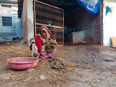 DISTRICT KATNI, INDIA - 4 HAZİRAN 2020: Bir sütçü kadın çiftçi, yerel süt çiftliği bölgesinde bufalo gübresi topluyor..