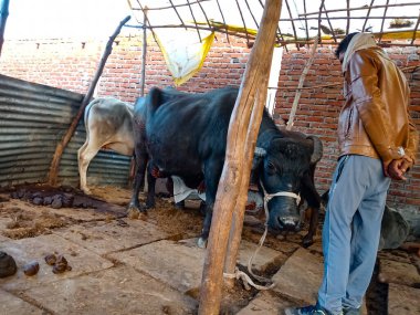 DISTRICT KATNI, INDIA - 4 HAZİRAN 2020: Yerel mandırasında bufaloları denetleyen bir mandıra çiftçisi, bir Hint tarım sahnesi.